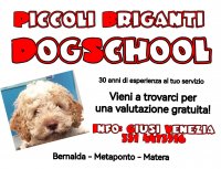 Logo Piccoli Briganti DogSchool 